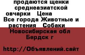 продаются щенки среднеазиатской овчарки › Цена ­ 30 000 - Все города Животные и растения » Собаки   . Новосибирская обл.,Бердск г.